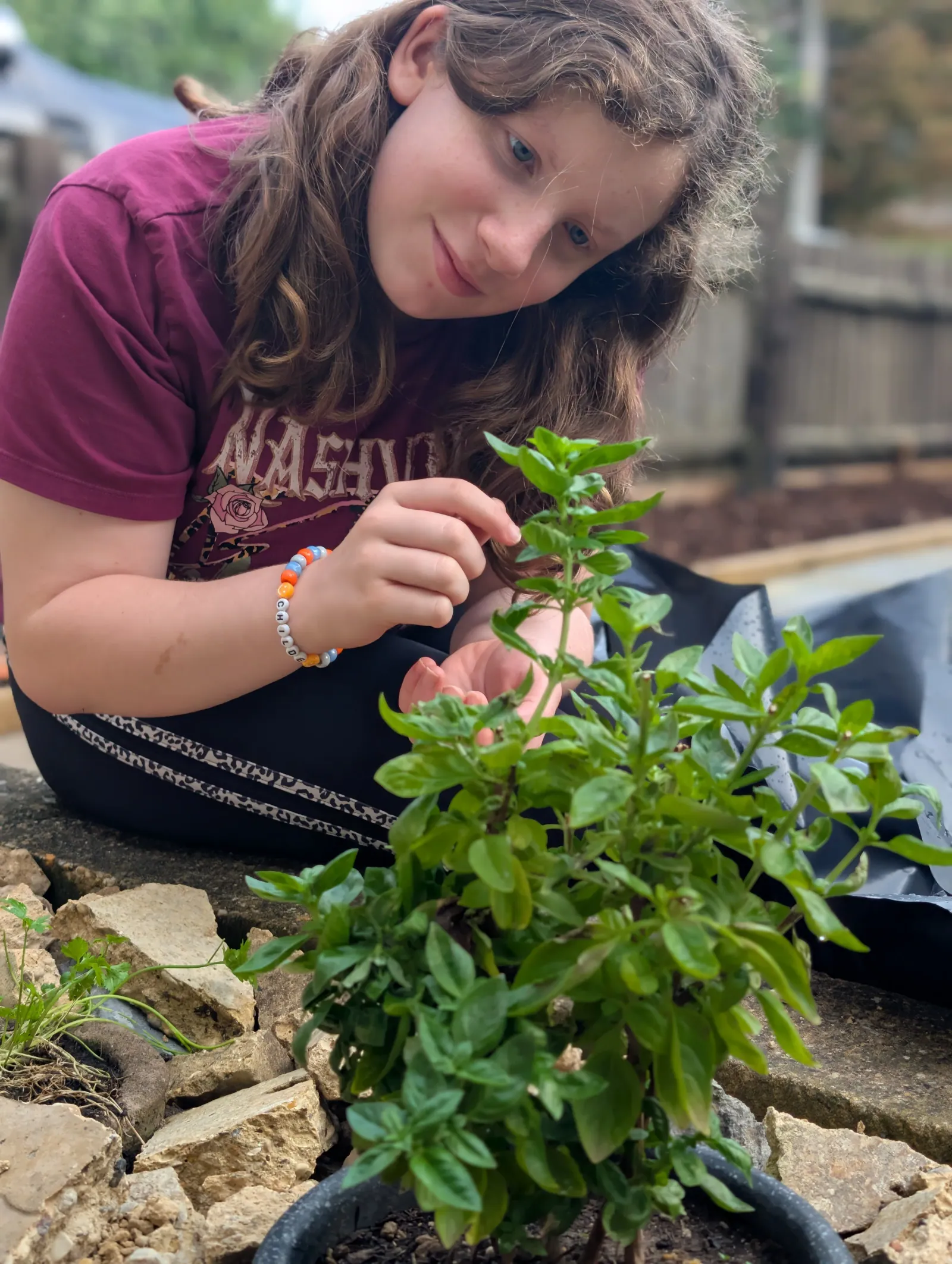 Ava crouching by a basil plant growing in a pot outside, picking a few leaves
